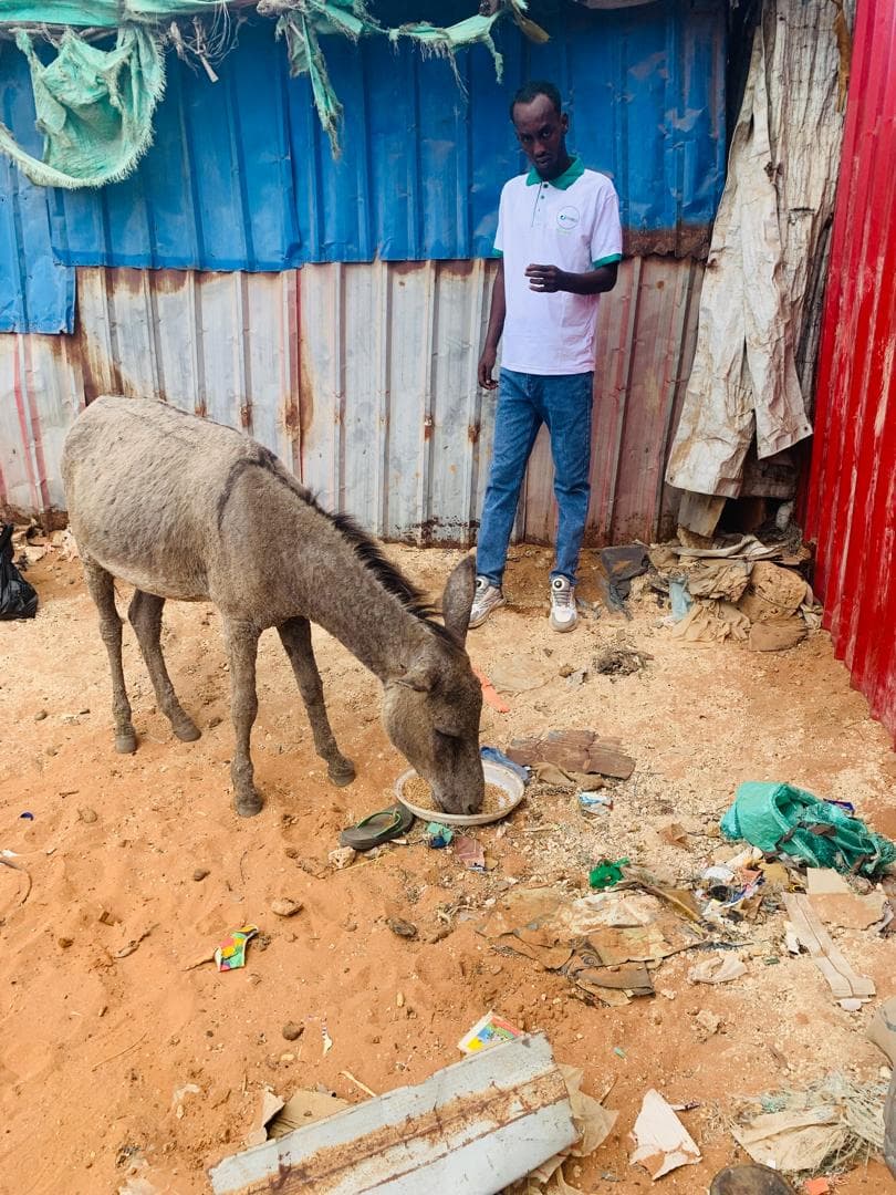 Working Animal Support - Afmadow
