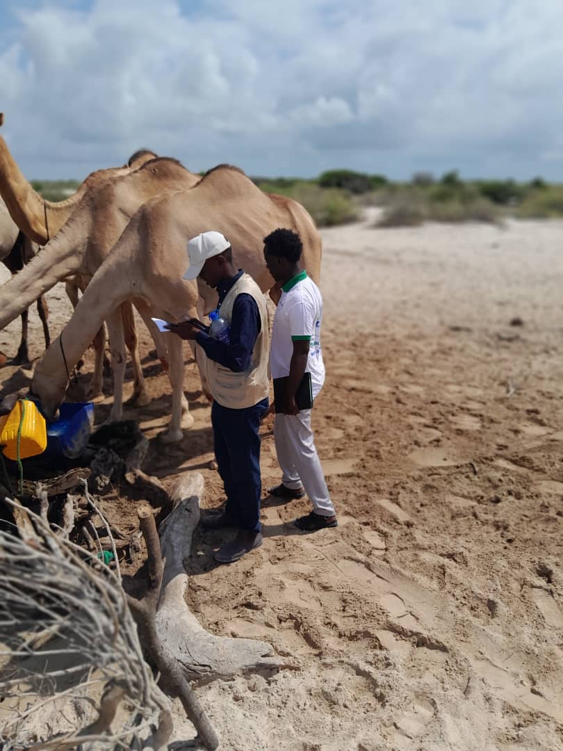 Camel monitoring and care