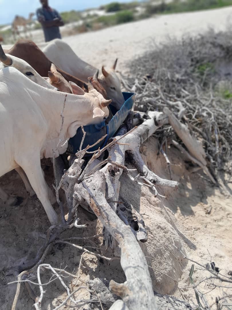 Cattle drought response