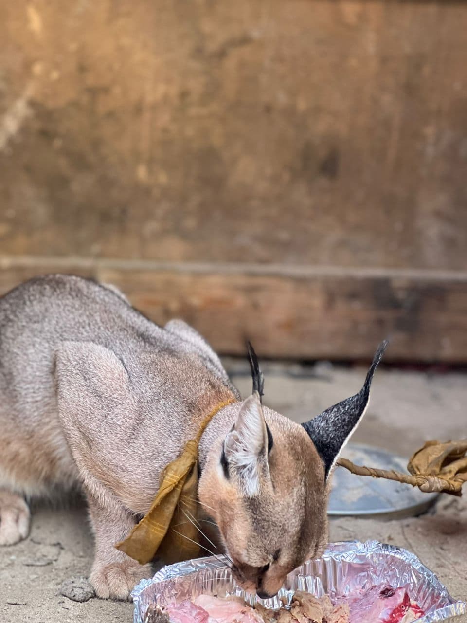 Wildlife Conservation & Advocacy - HAWO Program