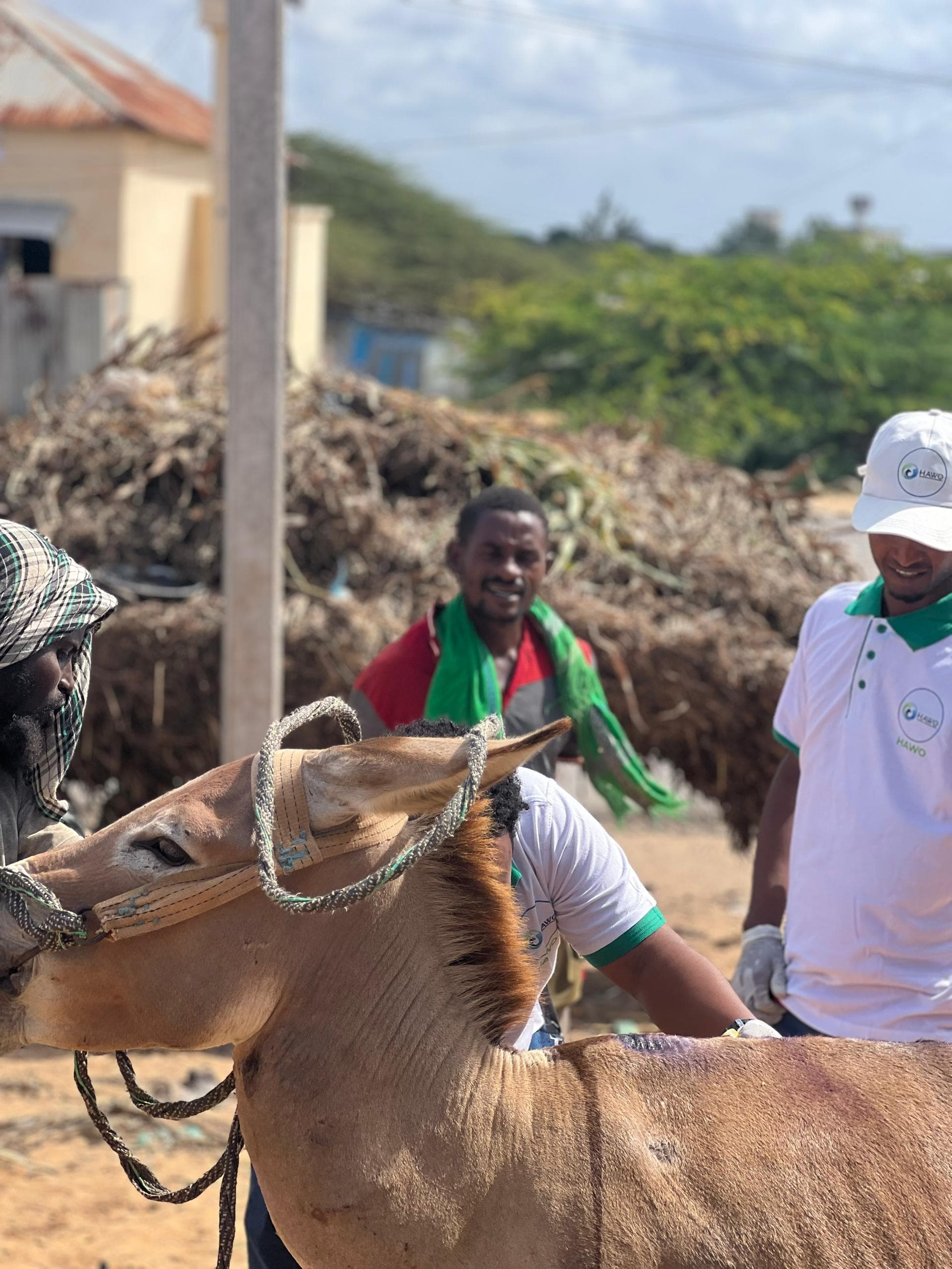 Working Animals Treatment in Afgoye