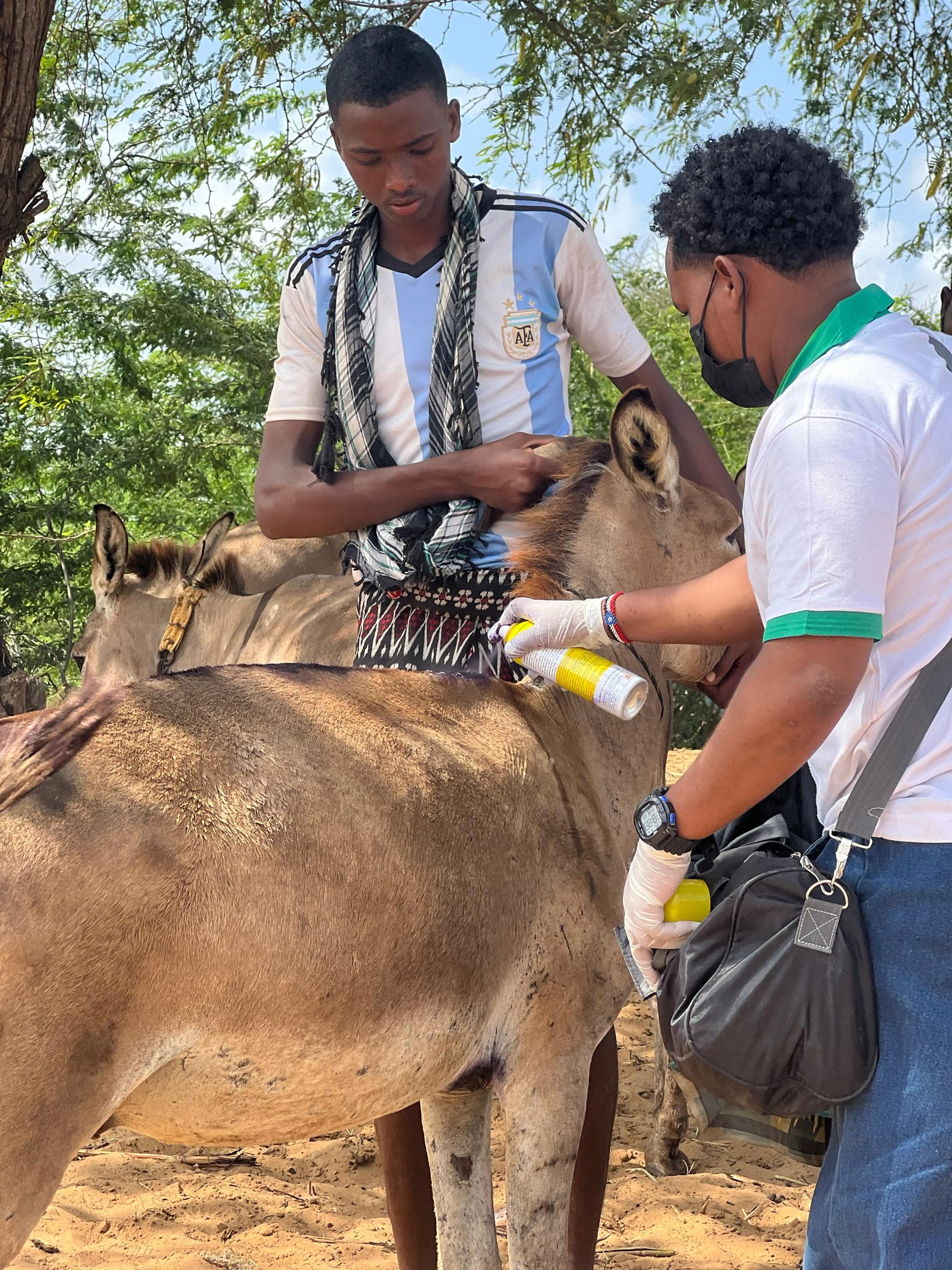 Donkey Medical Care - Afgoye Outreach