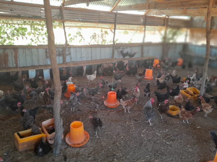 Poultry farming operations