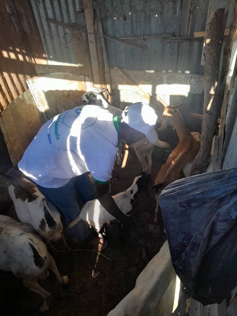 Livestock Vaccination Program