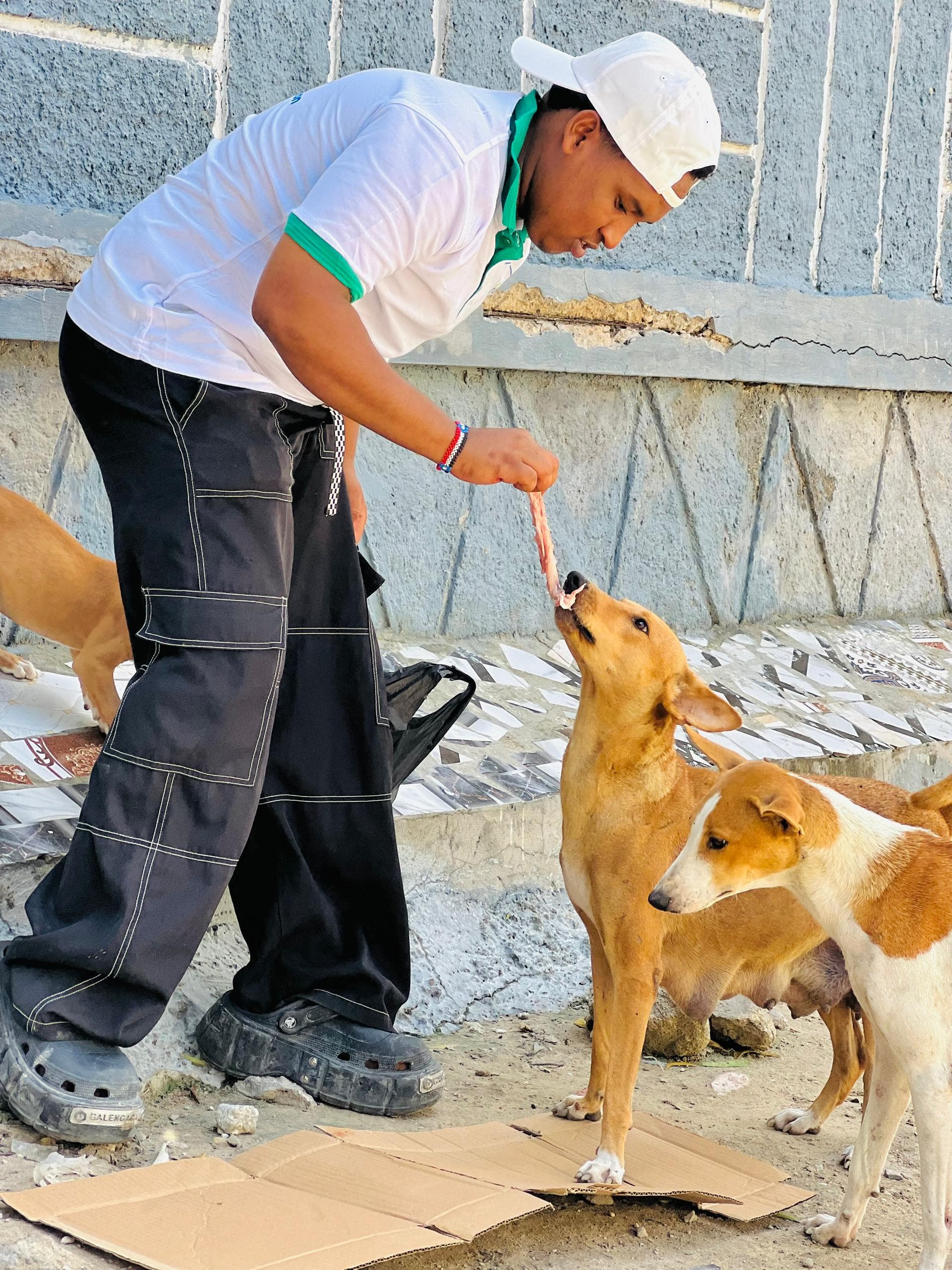 Street Animal Welfare - Hodan District
